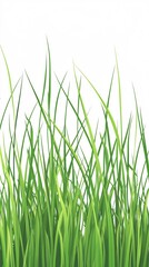 Lush green grass blades against a white background.