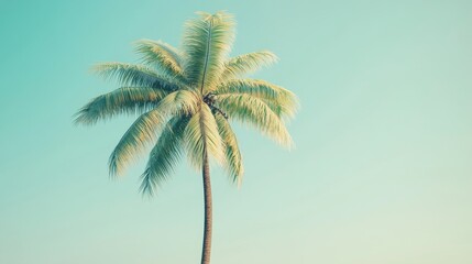 Obraz premium A lone palm tree stands tall against a bright blue sky. The sun casts a warm glow on the leaves, creating a serene and tropical atmosphere.