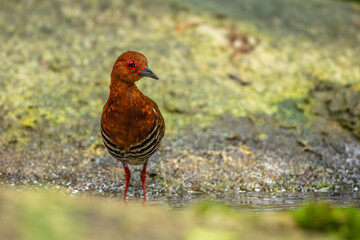 The Red-legged crake in the forest