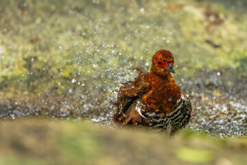 The Red-legged crake in the forest