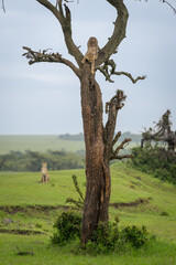 Cheetah cub climbs down tree near mother