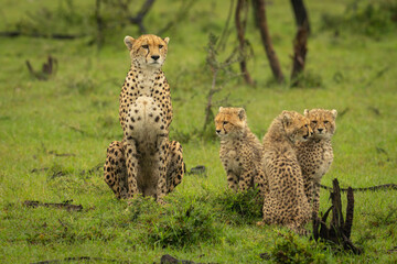 Cheetah and three cubs sitting on grass