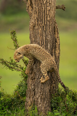 Cheetah cub climbs down tree in savanna