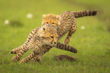Cheetah cub chases sibling across short grass