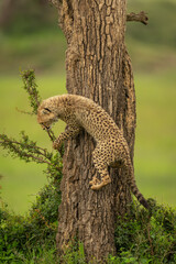 Cheetah cub climbs down tree in grassland