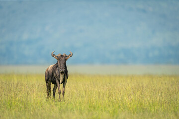 Blue wildebeest stands on grass watching camera