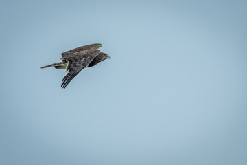 Black-chested snake-eagle flying through perfect blue sky