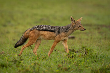 Black-backed jackal walks across short wet grass