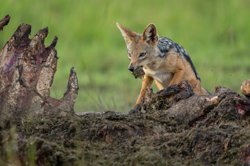 Black-backed jackal stands ripping meat from carcase