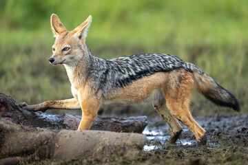 Black-backed jackal stands pawing at hippo carcase