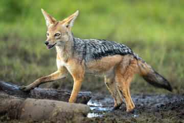 Black-backed jackal stands pawing dead hippo carcase