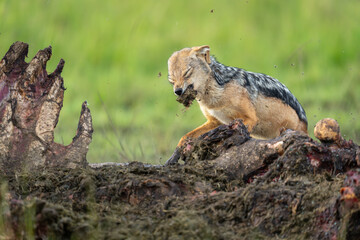 Black-backed jackal stands ripping flesh from carcase