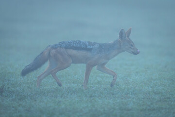 Black-backed jackal walks through fog licking lips