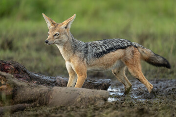 Black-backed jackal stands over dead hippo carcase