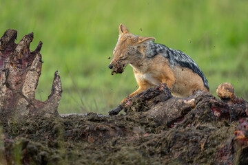 Black-backed jackal stands ripping meat from hippo