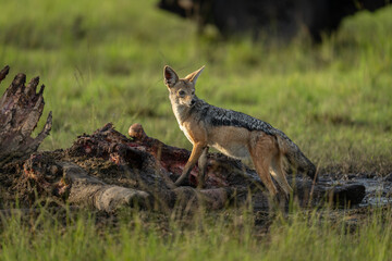 Black-backed jackal stands on kill looking back