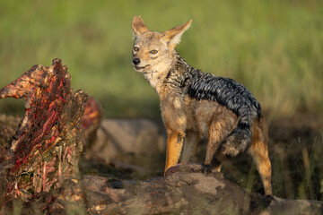 Black-backed jackal stands on carcase looking round
