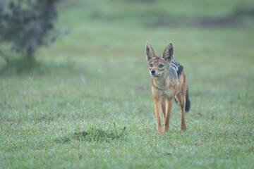 Black-backed jackal stands on grass looking up