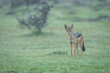 Black-backed jackal stands eyeing camera on grass