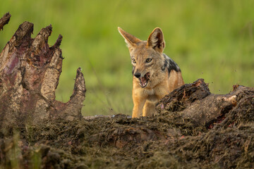 Black-backed jackal stands feeding from hippo carcase