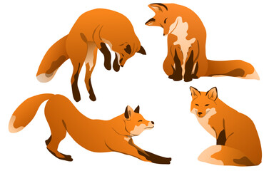 Set of red foxes. Common foxes and their cubs walk, sit, stand and hunt. Realistic vector carnivorous animal