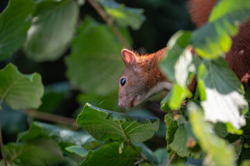 Eichh&ouml;rnchen auf Haselnussstrauch 