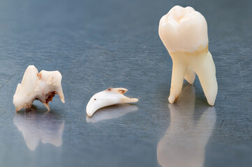 Zähne von Tier und Mensch