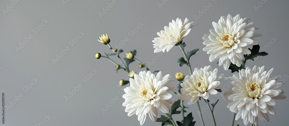 Canvas Prints chrysanthemum flowers positioned tastefully against a grey backdrop ideal for adding text or graphic