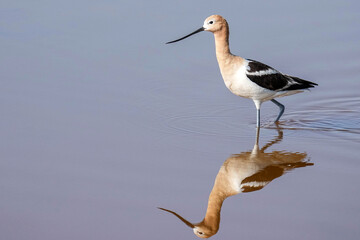 Avocet - Colorado