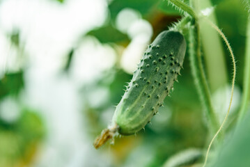 Growing organic green cucumbers in greenhouse.