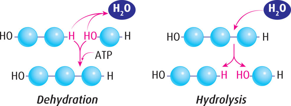 The main difference between dehydration synthesis and hydrolysis is that; dehydration synthesis results in the formation of a large molecule out of smaller molecules whereas hydrolysis results in the.