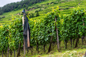 Le travail de la vigne sous un ciel capricieux : la danse d'un vêtement de pluie suspendu au piquet, Alsace, CeA, Grand Est, France
