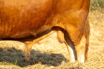 detailed view of the quarter trase and testicles of a breeding bull