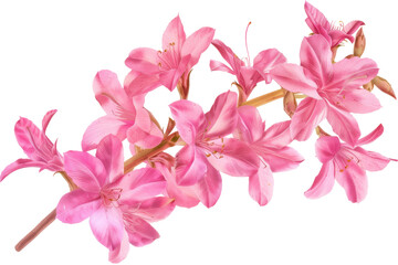 Close-up of a beautiful pink flower blossom isolated on white background. Perfect for botanical, floral, and nature-themed projects.