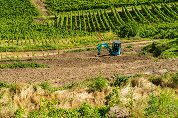 Un chantier viticole : pratiques et perspectives d’avenir du vignoble