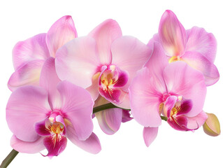 Close-up of beautiful pink orchids with delicate petals and vibrant colors on a white background, capturing natural elegance. © SJ Studio
