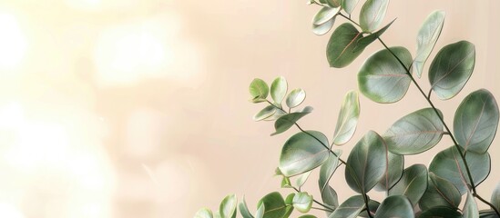 A vibrant eucalyptus branch against a light backdrop serves as a background for showcasing products like cosmetics with a congratulatory card in a mockup image. Copy space image