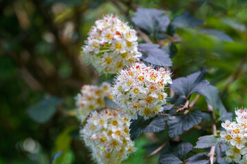 Close-up of white flowers Physocarpus opulifolius diabolo or Ninebark with purple leaves on dark blurred background. Selective focus. Flower landscape, fresh wallpaper, nature background concept