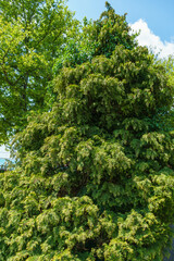 Branches of Lawson cypress (Chamaecyparis Lawsoniana), known as Port Orford cedar, white or Oregon cedar with cones in spring day in Gelendzhik. Nature concept for design