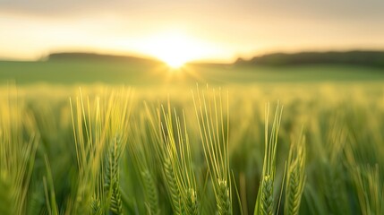 Tranquil Wheat Field at Sunrabirth