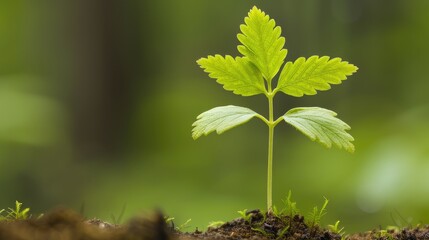 Lone Green Plant with Yellow Leaves and White Stems in Potential Outdoor Setting