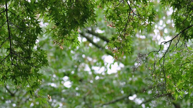 Heavy summer rain falls in the forest. The focus shifts from the branch in front to the back. 4k 10bit footage.	