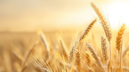 Close-Up Image of Wheat Grains at Different Ripeness Stages