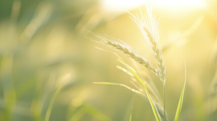 Close-Up Imagery Depicting a Vibrant Wheat Seedling in Natural Light