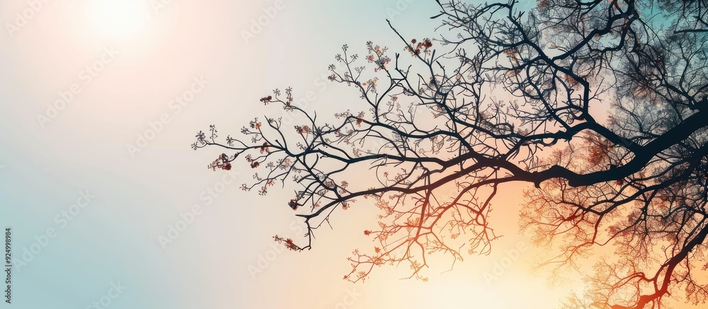 Canvas Prints tree branches silhouetted against the sky with copy space image nature and ecology themed summer bac