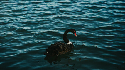 black swan on the lake