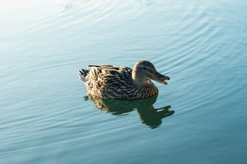 duck on the water