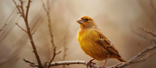 Obraz premium A small passerine bird the finch known for its strong beak is illustrated in the copy space image