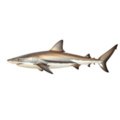 Obraz premium Photograph of a Fierce Gray Shark Isolated on Plain White Background Transparent PNG
