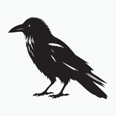 Fototapeta premium A striking vector illustration of a crow perched majestically, its intricate plumage rendered in elegant black and white